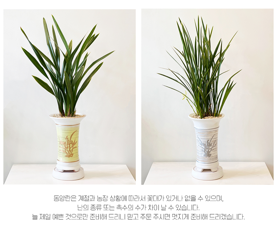 동양란 상세.jpg