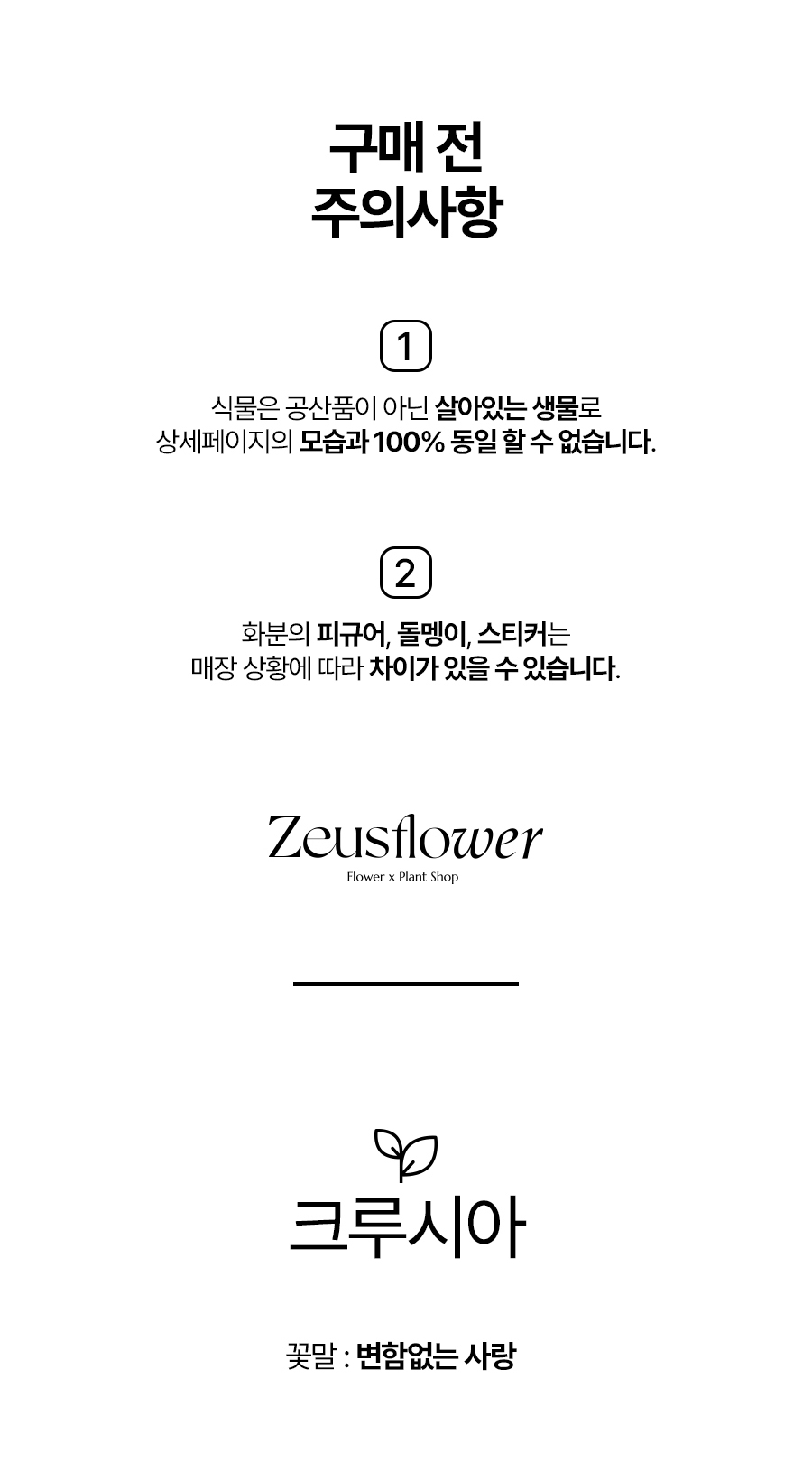 크루시아.jpg